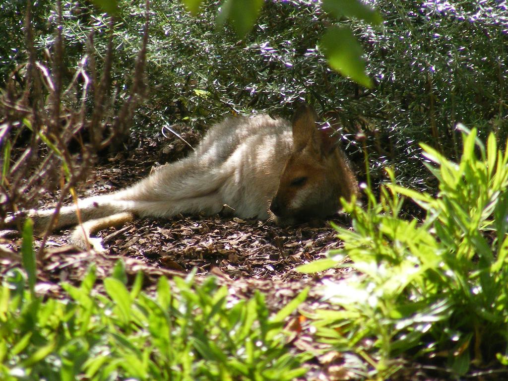 Wallaby Ridge Retreat Mount Tamborine Eksteriør billede